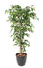Ficus Lianas Artificiale Pianta Da Interno Verde 210 Cm