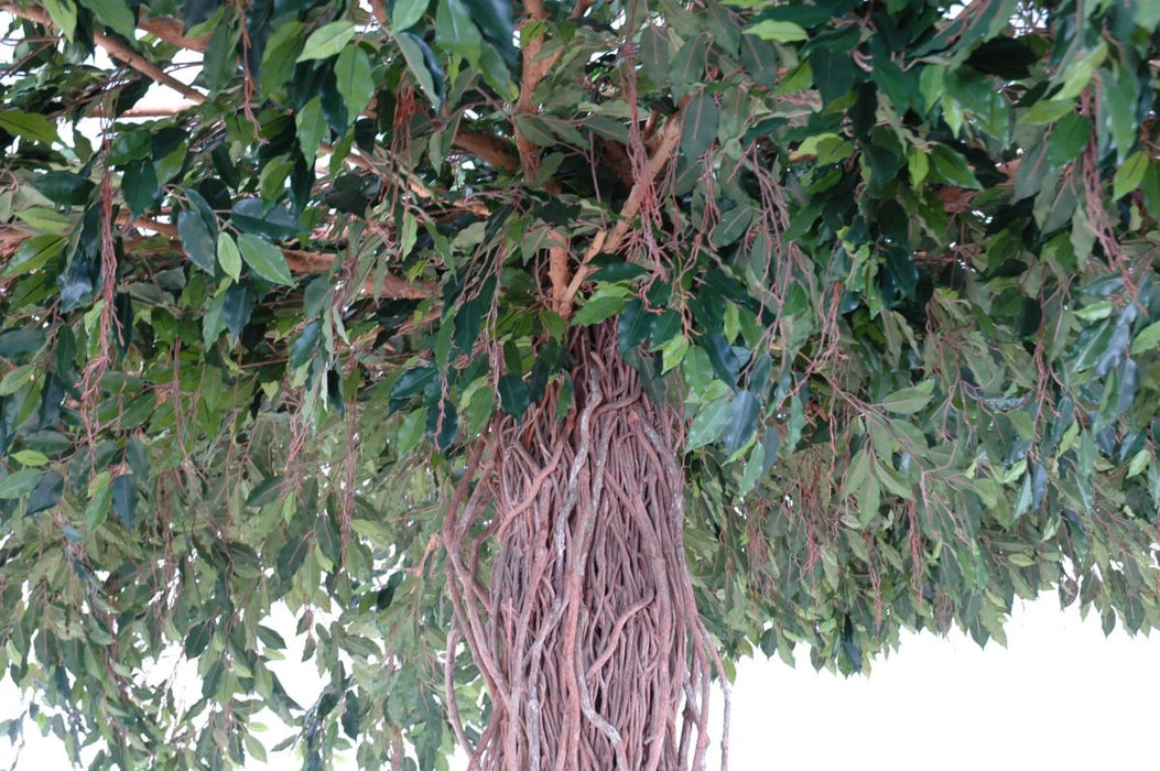 Ombrello Artificiale Ficus Lianas 320 Cm Pianta Da Interno