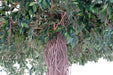 Ombrello Artificiale Ficus Lianas 320 Cm Pianta Da Interno