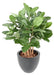 Ficus Audrey Artificiale 100Cm In Vaso Decorativo