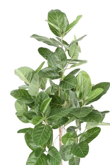 Pianta Da Interno Artificiale Ficus Audrey 150 Cm