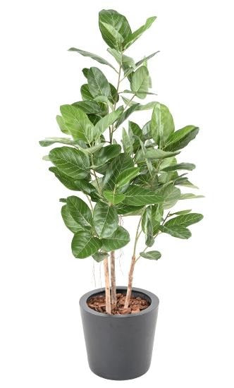Pianta Da Interno Artificiale Ficus Audrey 150 Cm