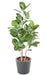 Pianta Da Interno Artificiale Ficus Audrey 150 Cm