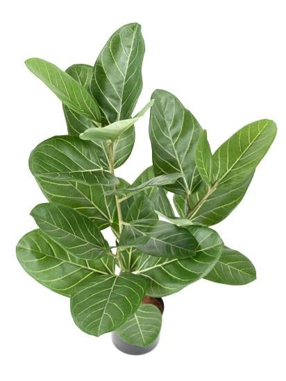 Pianta Da Interno Artificiale Ficus Audrey 62 Cm