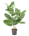 Pianta Da Interno Artificiale Ficus Audrey 62 Cm