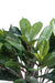 Ficus Artificiale Cyathistipula 50 Cm Di Fogliame Denso