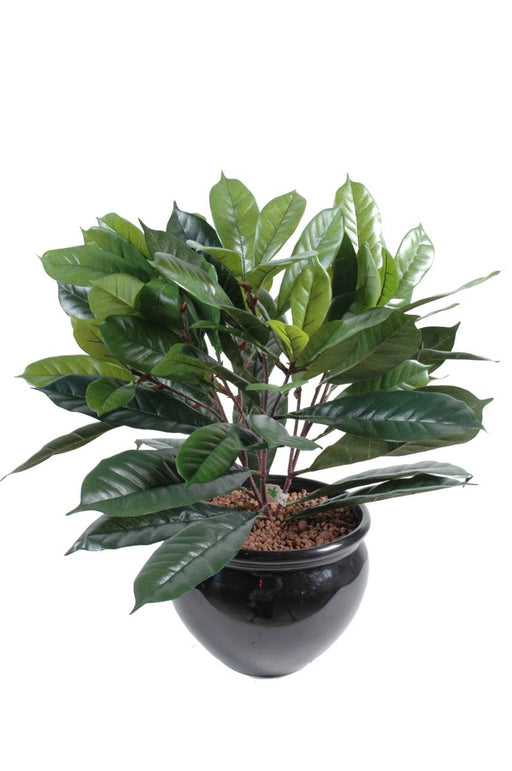 Ficus Artificiale Cyathistipula 50 Cm Di Fogliame Denso
