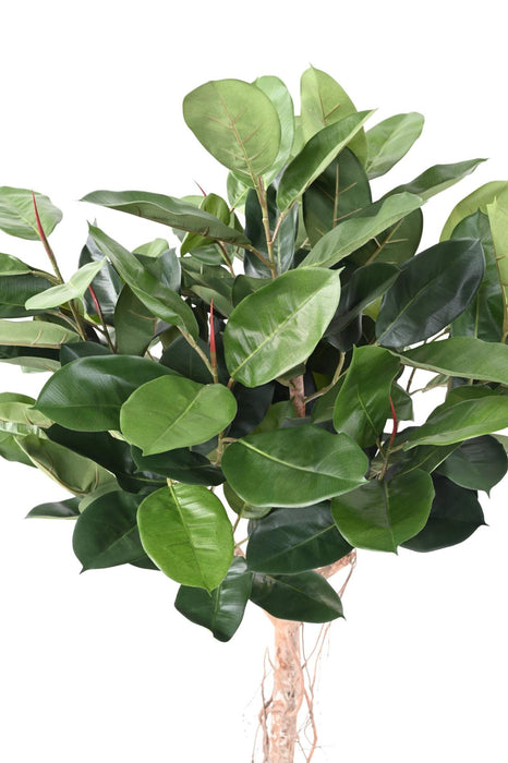 Ficus Elastica Artificiale Per Decorazione Interni 160Cm