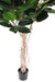 Ficus Elastica Artificiale Per Decorazione Interni 160Cm