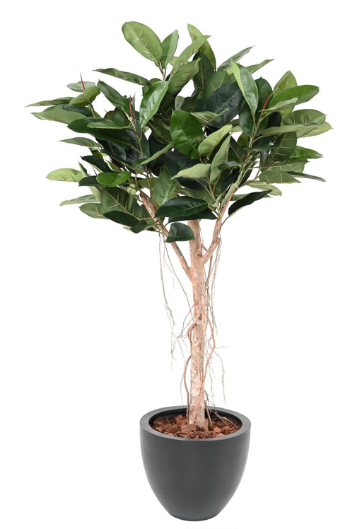 Ficus Elastica Artificiale Per Decorazione Interni 160Cm