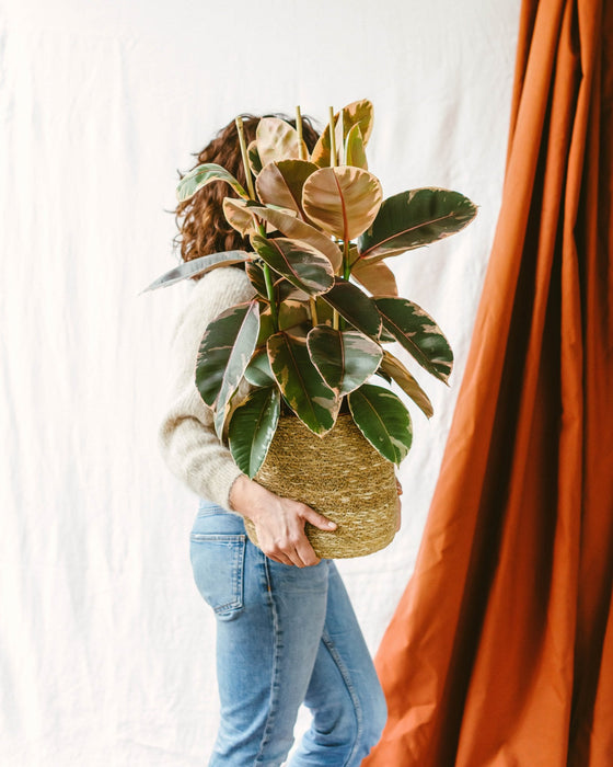 Ficus Elastica Del Belize