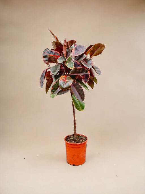 Tronco Ficus Elastica Belize - 130 Cm - Ø24