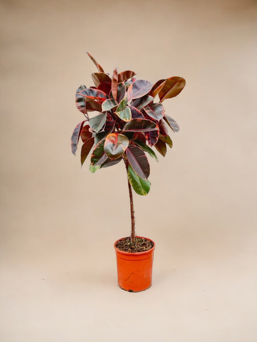 Tronco Ficus Elastica Belize - 130 Cm - Ø24