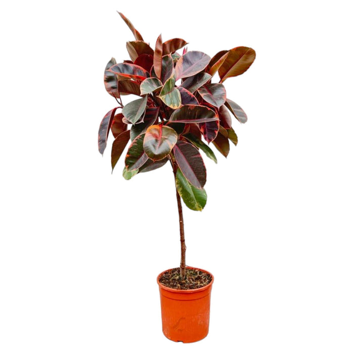 Tronco Ficus Elastica Belize - 130 Cm - Ø24