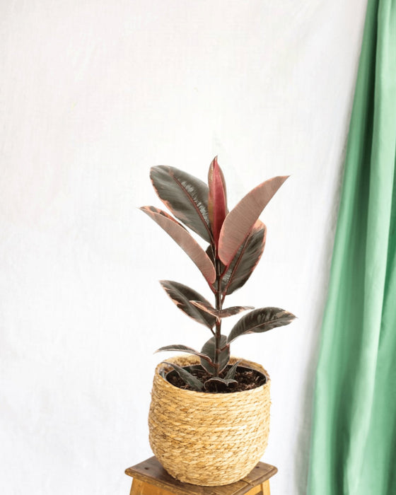 Ficus Elastica Del Belize