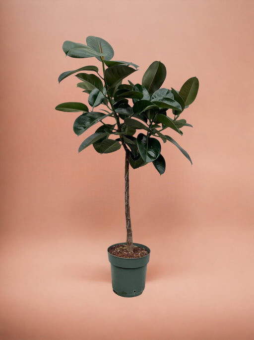 Tronco Ficus Elastica Robusta - 130 Cm - Ø24