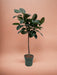 Tronco Ficus Elastica Robusta - 130 Cm - Ø24