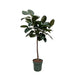 Tronco Ficus Elastica Robusta - 130 Cm - Ø24