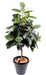 Ficus Elastico Artificiale 180 Cm In Vaso