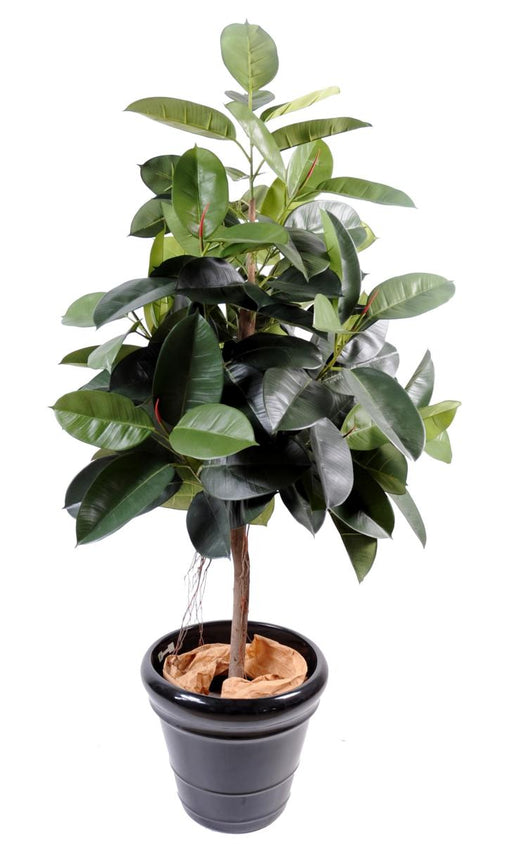 Ficus Elastico Artificiale 180 Cm In Vaso
