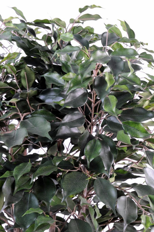 Arbusto Artificiale Ficus Exotica Per Interni 80Cm
