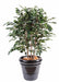 Arbusto Artificiale Ficus Exotica Per Interni 80Cm