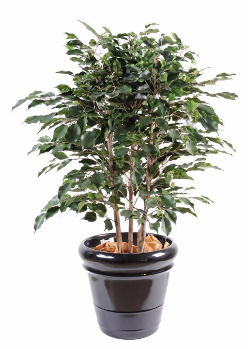 Pianta Da Interno Artificiale Ficus Exotica 110 Cm