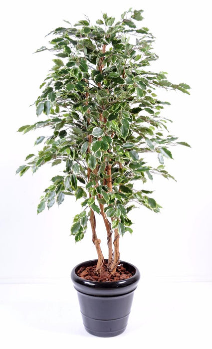 Pianta Da Interno Artificiale Ficus Exotica 180 Cm