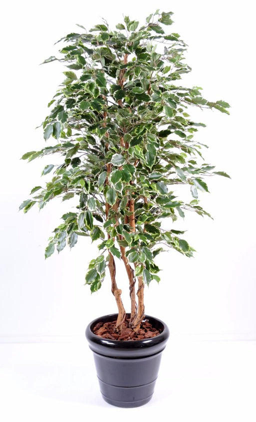 Pianta Da Interno Artificiale Ficus Exotica 180 Cm