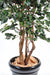 Pianta Da Interno Artificiale Ficus Exotica H.210Cm