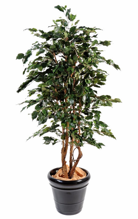 Pianta Da Interno Artificiale Ficus Exotica H.210Cm