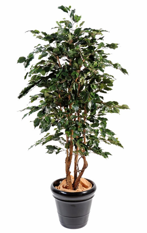 Pianta Da Interno Artificiale Ficus Exotica H.210Cm