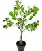 Ficus Henryi - Pianta Verde Artificiale