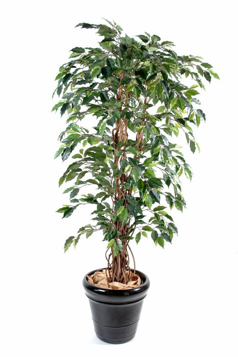 Ficus Lianas Artificiale Pianta Da Interno Verde 150 Cm
