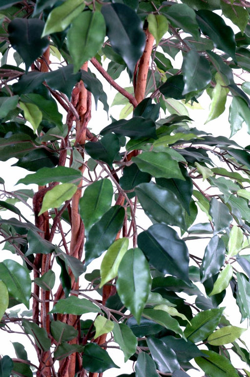 Ficus Lianas Artificiale Pianta Da Interno Verde 150 Cm