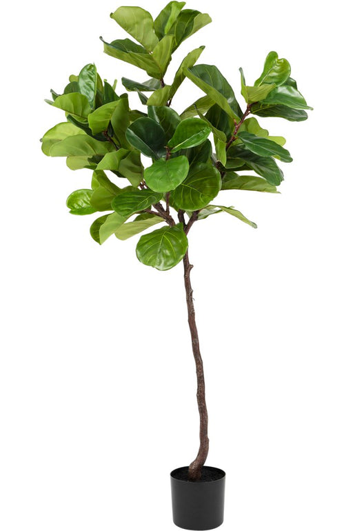 Ficus Lyrata - Albero Artificiale