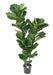 Pianta Da Interno Artificiale Ficus Lyrata 130 Cm