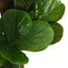 Ficus Lyrata Artificiale 180 Foglie 150 Cm Verde