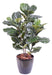 Ficus Lyrata Artificiale Pianta Verde Da Interno 90 Cm