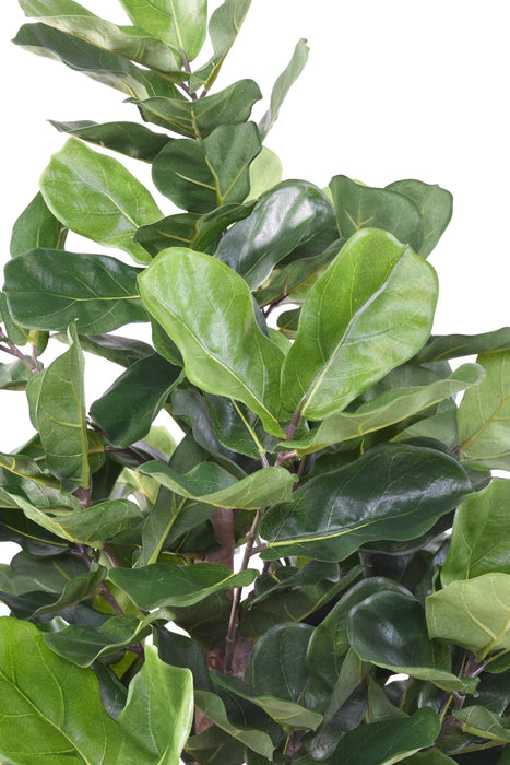 Pianta Decorativa Artificiale Ficus Lyrata H.180Cm