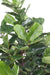 Pianta Decorativa Artificiale Ficus Lyrata H.180Cm