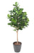 Pianta Decorativa Artificiale Ficus Lyrata H.180Cm