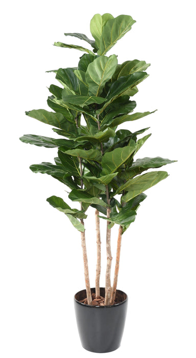 Ficus Lyrata Pianta Verde Artificiale Da Interno 210Cm