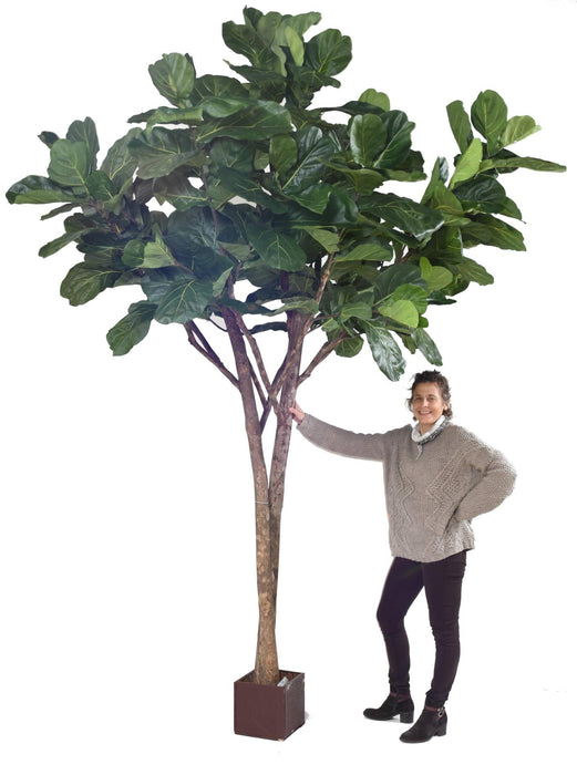 Ficus Lyrata Artificiale Per Interni 340 Cm