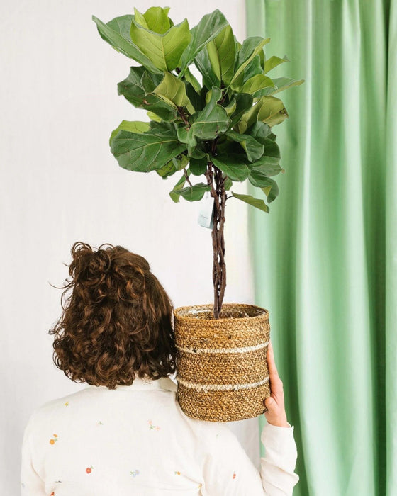 Tronco Intrecciato Ficus Lyrata H100Cm