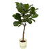 Ficus Lyrata E Il Suo Vaso