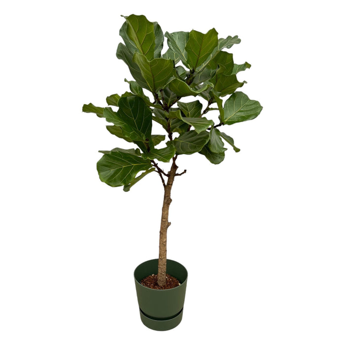 Ficus Lyrata E Il Suo Vaso