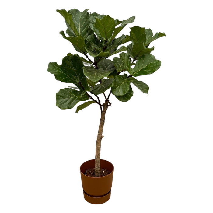 Ficus Lyrata E Il Suo Vaso