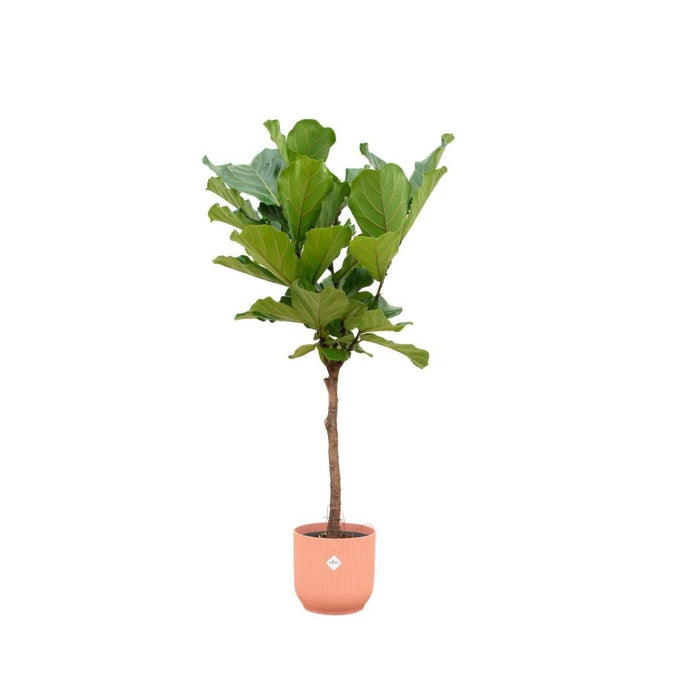 Ficus Lyrata E Il Suo Vaso