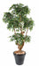 Pianta Da Interno Artificiale Ficus Natasja 170 Cm